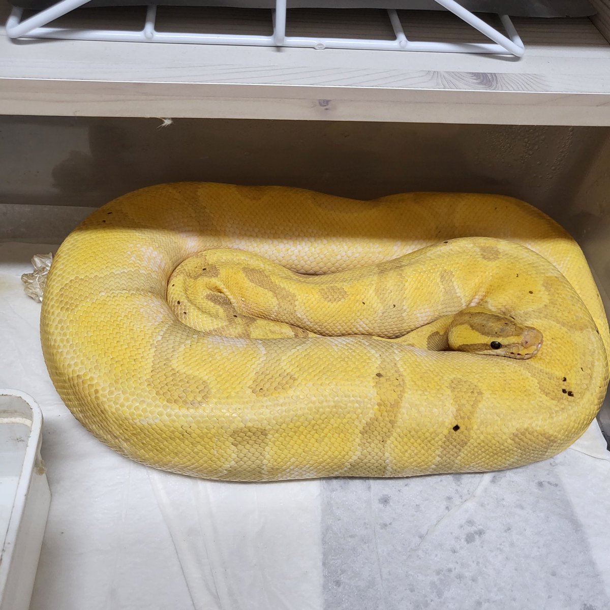 우리집 최고 뚱뚱뱀
탈피전                        탈피후