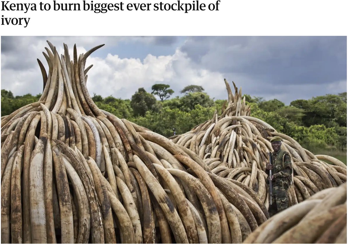 #Japan #Botswana #SouthAfrica #China among those rejecting proposal for declaration of private ivory stocks, Furthermore China insists it is a sovereign issue. Japan argues 'there are many ways to deal with the stock......
How convenient..😡 

#CITESCoP19