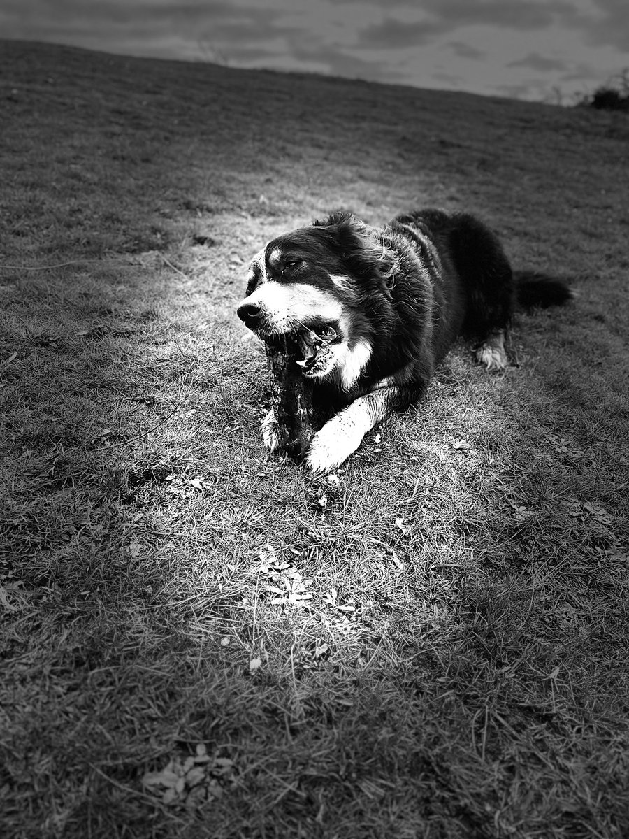 Maggie Dog tweet media