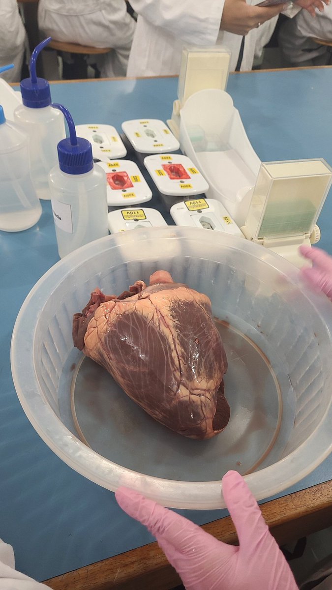 xjsjkaosoaoal's tweet image. to tendo aula pratica com coração de boi...