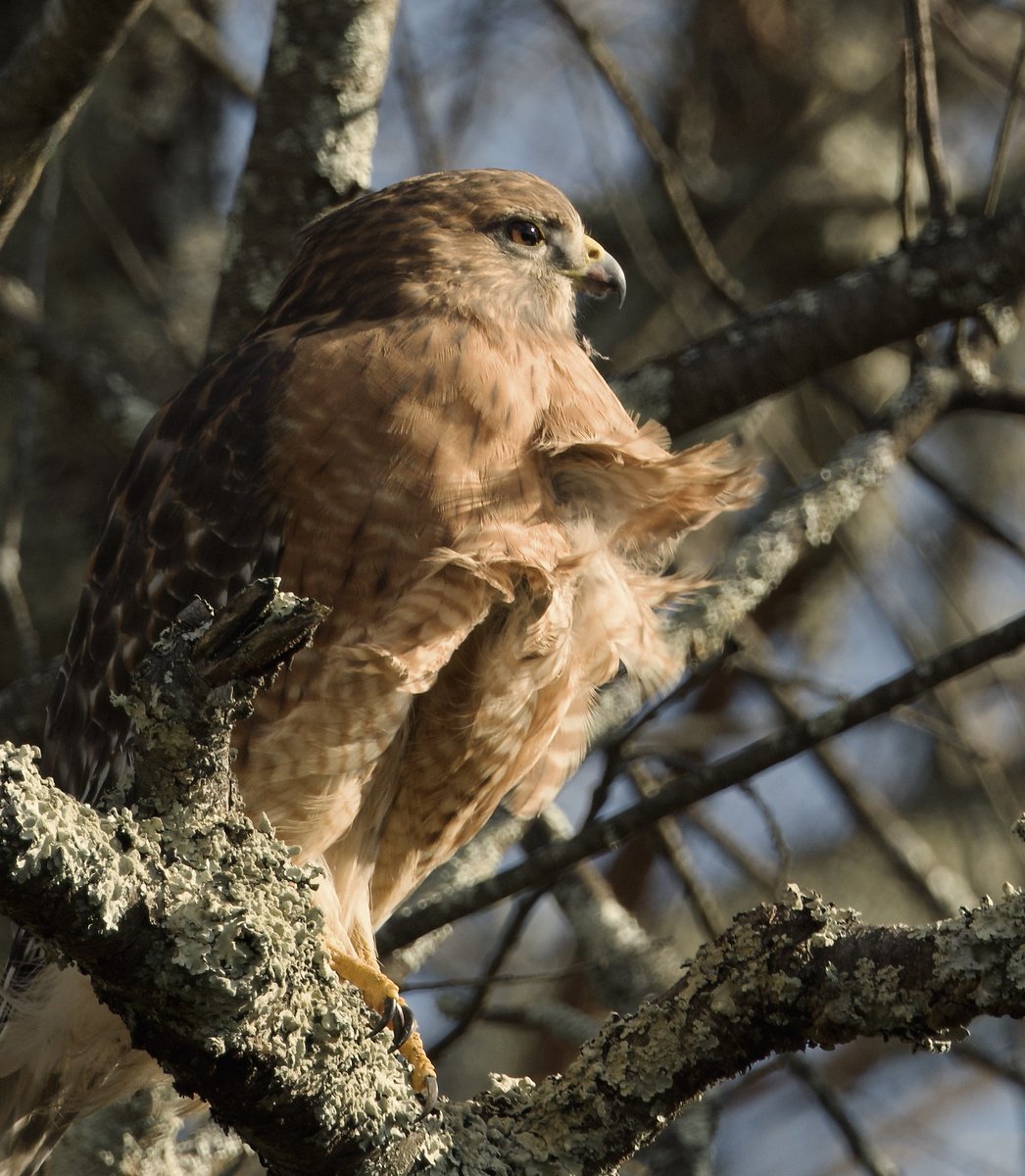 RoppityPhotos's tweet photo. A bit windy yesterday at the Bashakill.
#TwitterNatureCommunity #Red #Shouldered #Hawk https://t.co/mj7YqF4Q4d