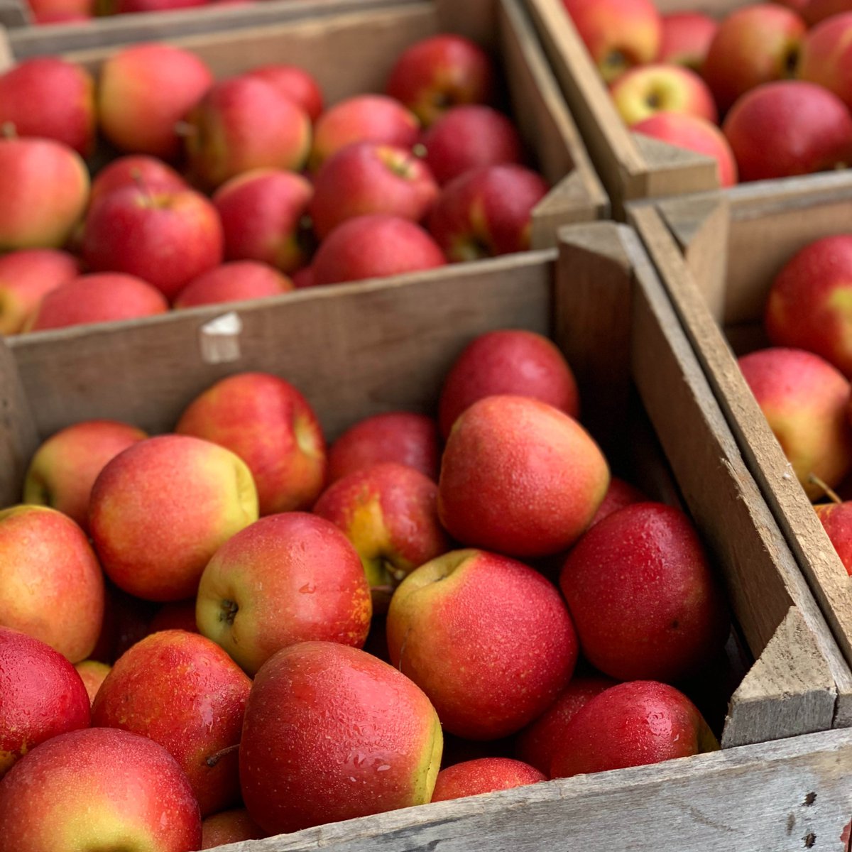 Vandaag is het #worldappleday! Tijd voor een paar appelfeiten.🍎We zijn in Nederland dol op appels. Per jaar eten we gemiddeld 10 kilo per persoon. Het gaat hierbij voor 70% om appels van eigen bodem. 30%  betreft appelrassen uit het buitenland.
#worldappleday #appel #fruit