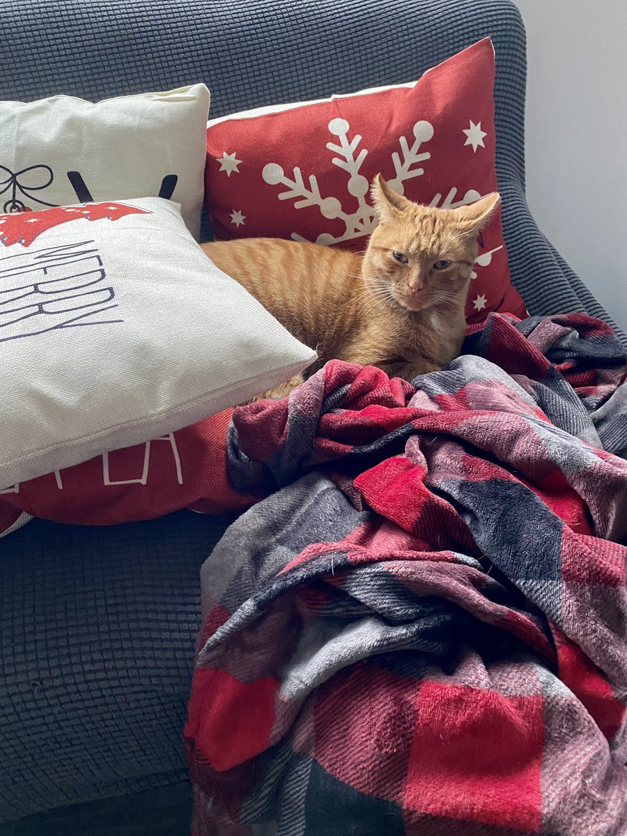 samzouleksmith's tweet photo. Charlie loves his moms Christmas pillows ๐๐
๐ป #santapawsiscoming https://t.co/sO2w3fXDFj