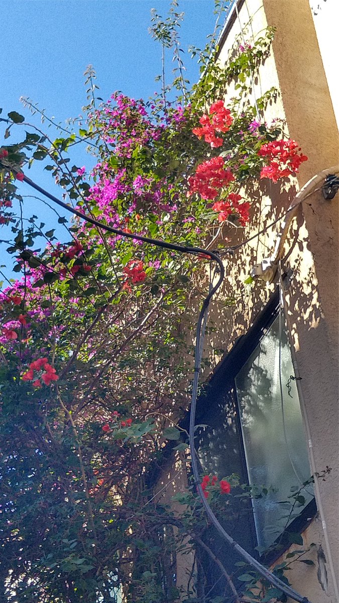 写真は熱海市中央町の裏路地に店舗を構える老舗『喜撰』さん、知る人ぞ知る熱海グルメの定番品、カツサンドの12月販売日が今朝店頭に掲出されましたので貼っておきます。確実に入手したい方は事前予約を・・
今夏で閉店したお隣の旧るいさん壁面でも再び季節外れのブーゲンビリアが色付き始めました。