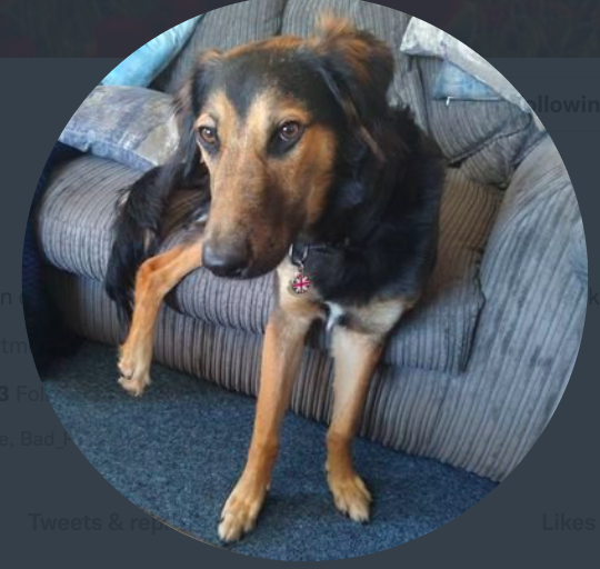 racist pets (@racistpets) on Twitter photo 