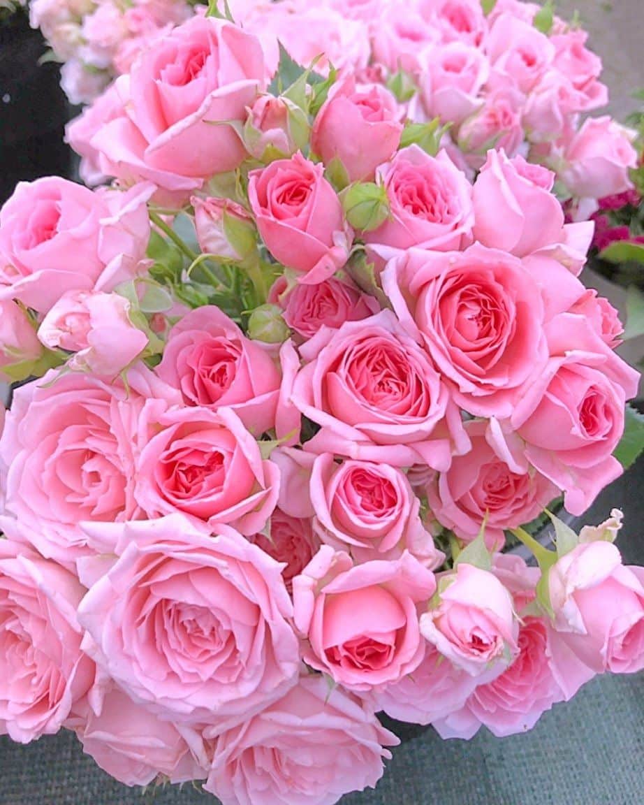 ruben_corella's tweet photo. #pinkmood #pinkñife #pinky #pinkfantasy #fans #rosesfan #roseslover #gardening #gardenideas #gardendecoration #sweethome #sweetweekend #lavieenrose #gorgeous #amazing https://t.co/rBjdx0NGeY
