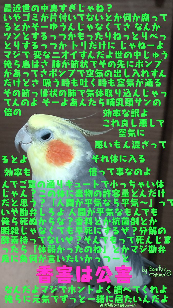 kimi1999nokogai's tweet image. あとアロマとか柔軟剤とか香水とか使いたい人は飼わないであげてほしい
マジで香料や日用品の揮発物って鳥の命と健康と一生に関わるからね
瞬殺になることも多いよ

#鳥の健康 
#保護鳥 
#保護施設 
#香害は公害 
#ペットの香害 

↓世の香害にお怒りの殿