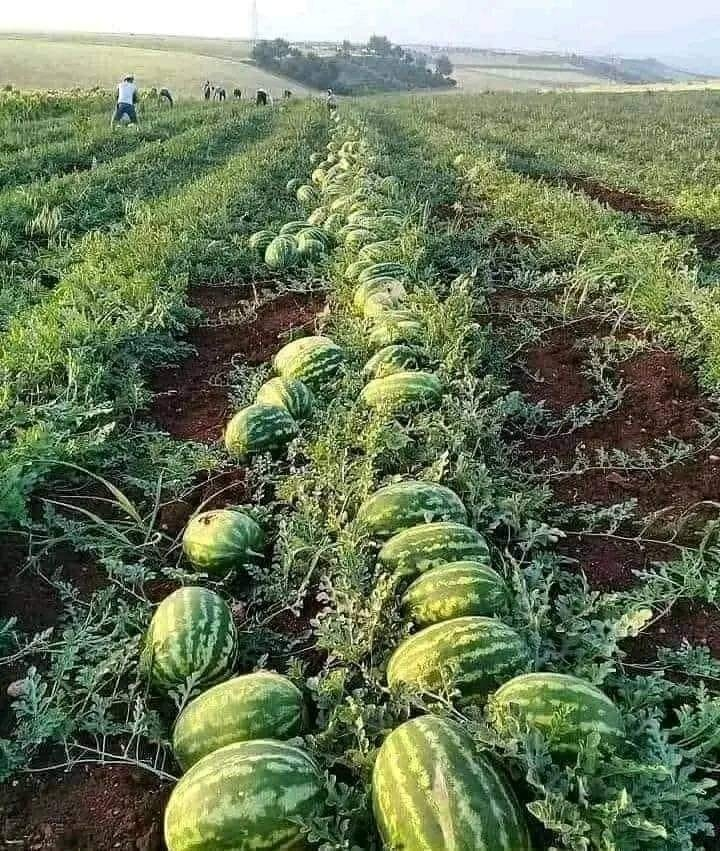 Will you Join #agriculture if you get opportunity?