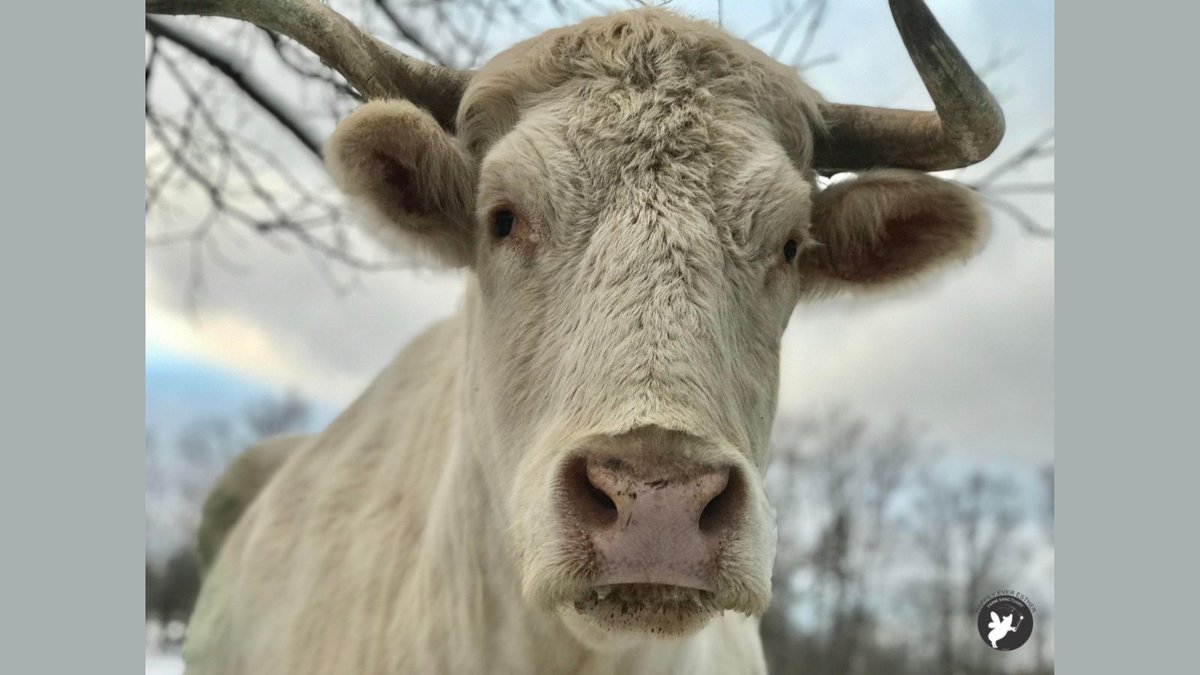 HEEFS_'s tweet photo. Good morning from Sir Denver. Have a wonderful weekend.
#HEEFS #HappilyEverEstherFarmSanctuary https://t.co/YEW9D9bvwH