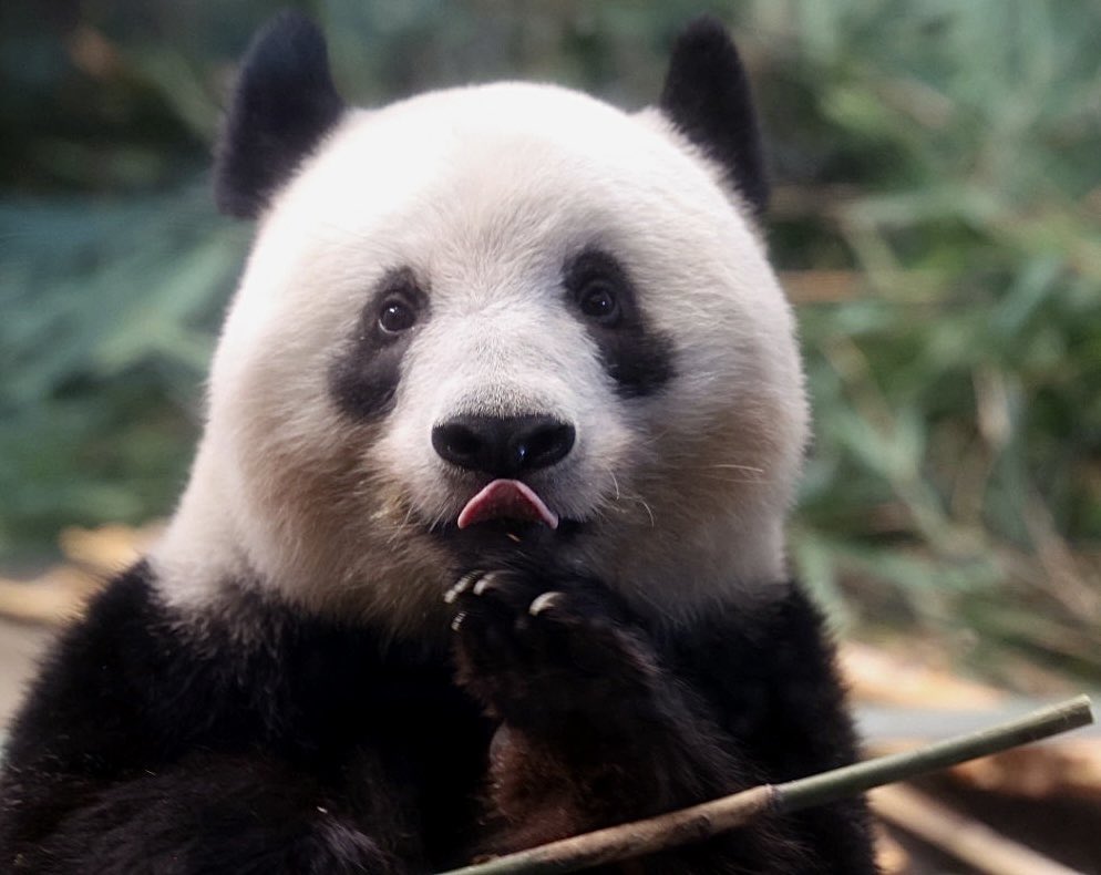 パンダ (@KesRE33g0me63gG) / Posts / X