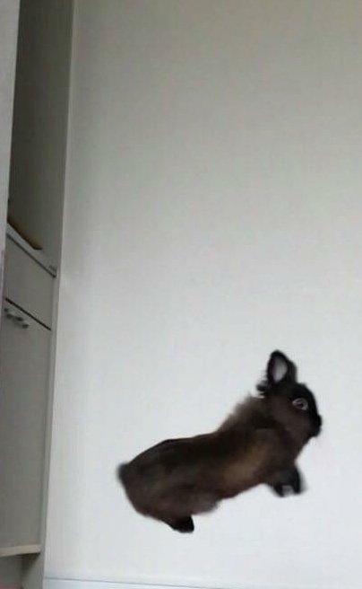 ddalll____l's tweet photo. 토끼쟘푸 https://t.co/H5s5exms8F