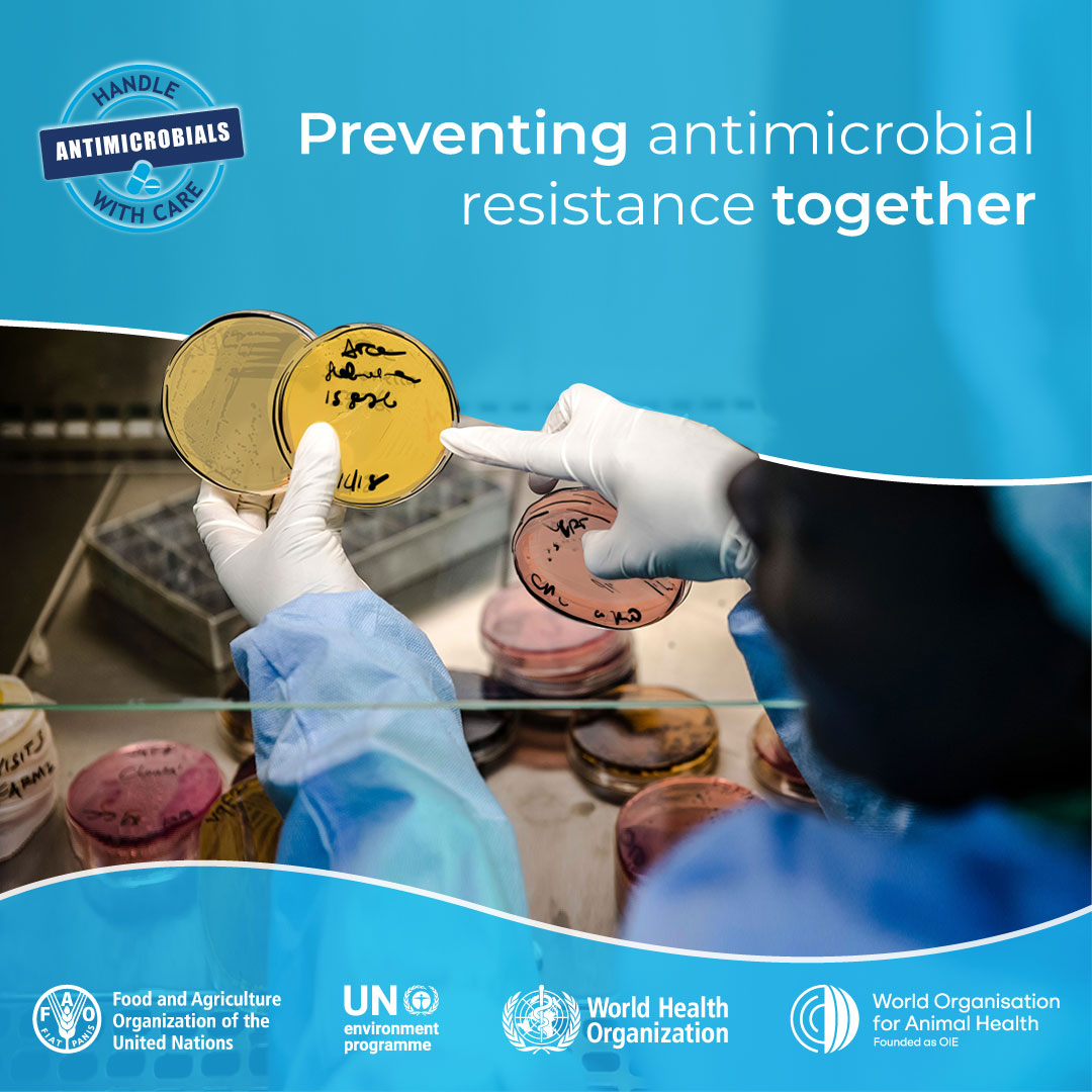 FAO's tweet photo. #AntimicrobialResistance occurs when bacteria, viruses, fungi and parasites no longer respond to antimicrobials. As a result, infections become difficult or impossible to treat.

We must use antimicrobials responsibly to ensure they keep working.

#WAAW #AMR #OneHealth https://t.co/0t8TlNpWcx