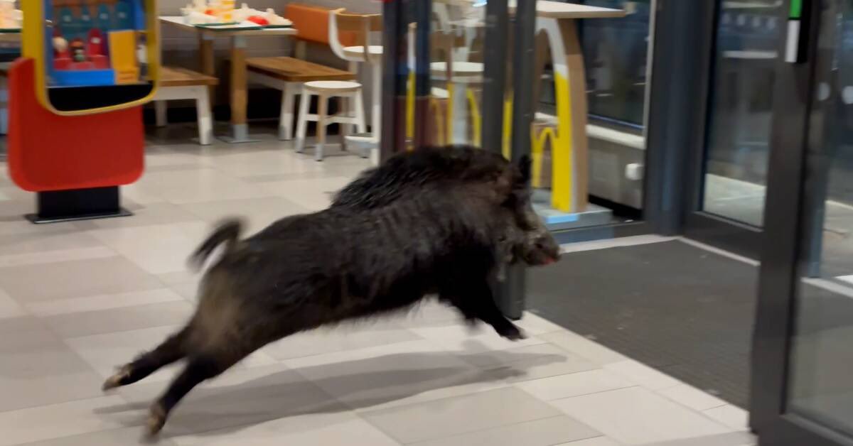 apparently a wild boar broke into our mcdonalds last night 💀 they even got photos of it