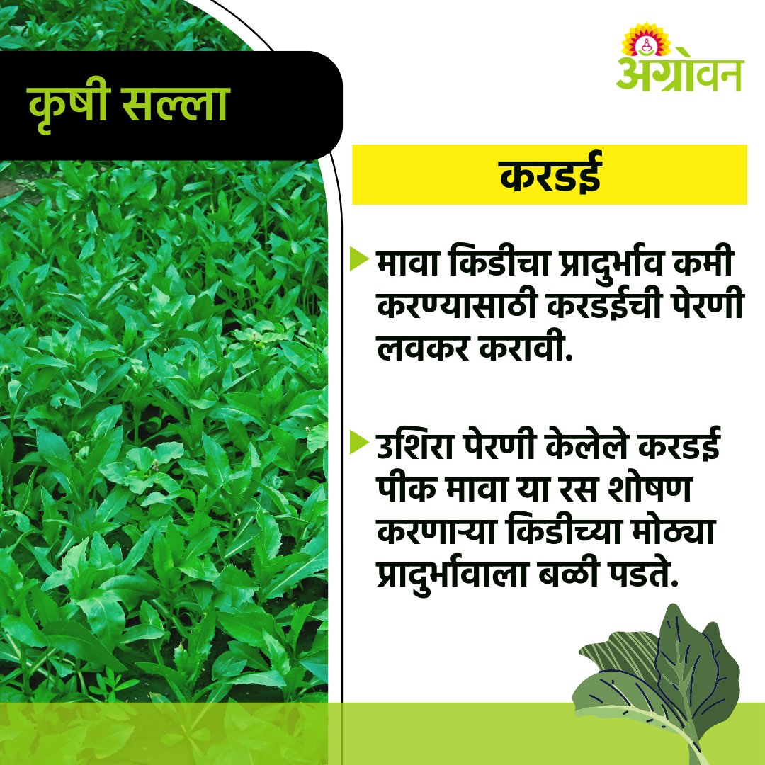 AGROWON's tweet photo. सध्या वातावरणाचा करडई पिकाला फटका बसण्याची शक्यता असते. महात्मा फुले कृषी विद्यापीठानं काही सल्ले दिले आहेत त्यानुसार या पिकाचे व्यवस्थापन पुढील प्रमाणे करावे.
#Agrowon #AgrowonForFarmers #CropGuide #Safflower #CropAdvisory #CropManagement #MPKV #RabiSeason #RabiCrop https://t.co/8oPH32hVTP
