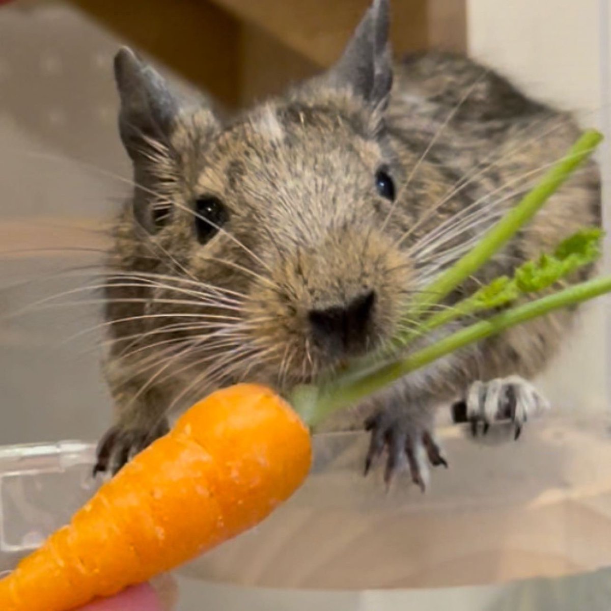 Mami_smz's tweet photo. デグーサイズの人参🥕🥕🥕

#福右衛門 #degu #petlover #degulove #デグー #cute #animal https://t.co/BpyumYTr8H