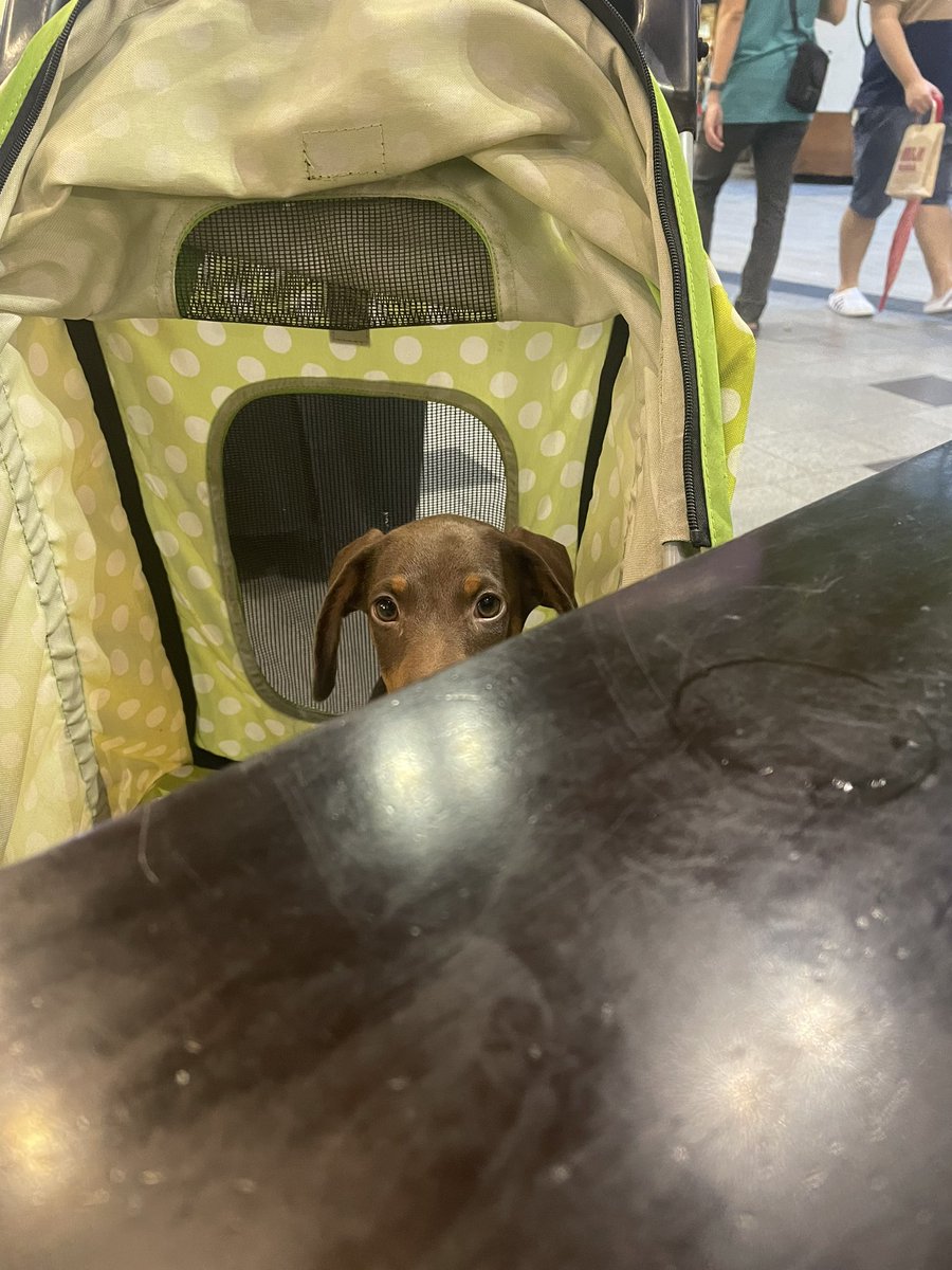 I’m watching 
 #Mhatank #หมาแท่ง #Dachshund #ミニチュアダックス #ミニチュアダックスフンド  #minidachshund #ดัชชุน #หมา