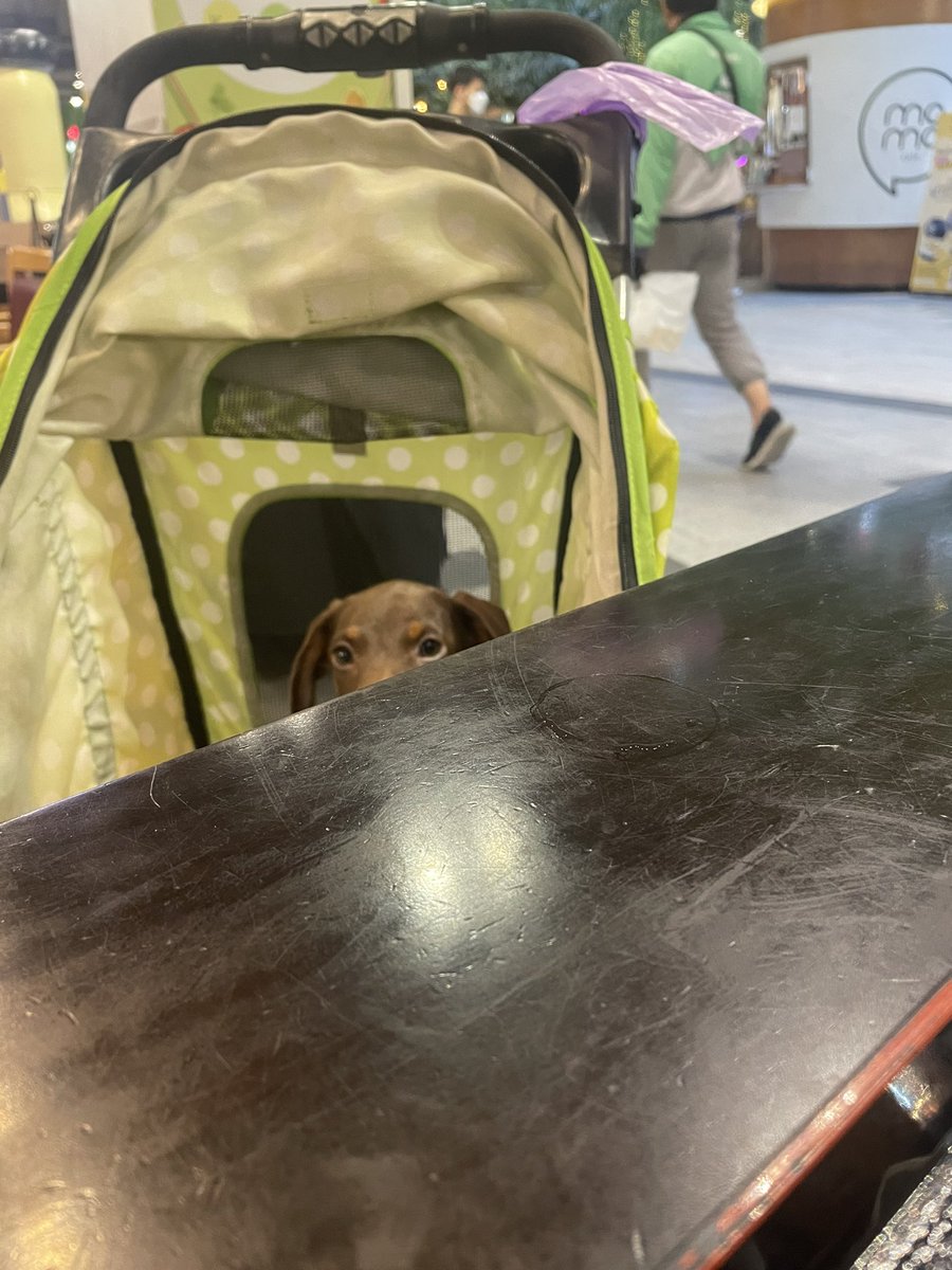 Mhatank_'s tweet photo. I’m watching 
 #Mhatank #หมาแท่ง #Dachshund #ミニチュアダックス #ミニチュアダックスフンド  #minidachshund #ดัชชุน #หมา https://t.co/M9Qvm8EO6Y