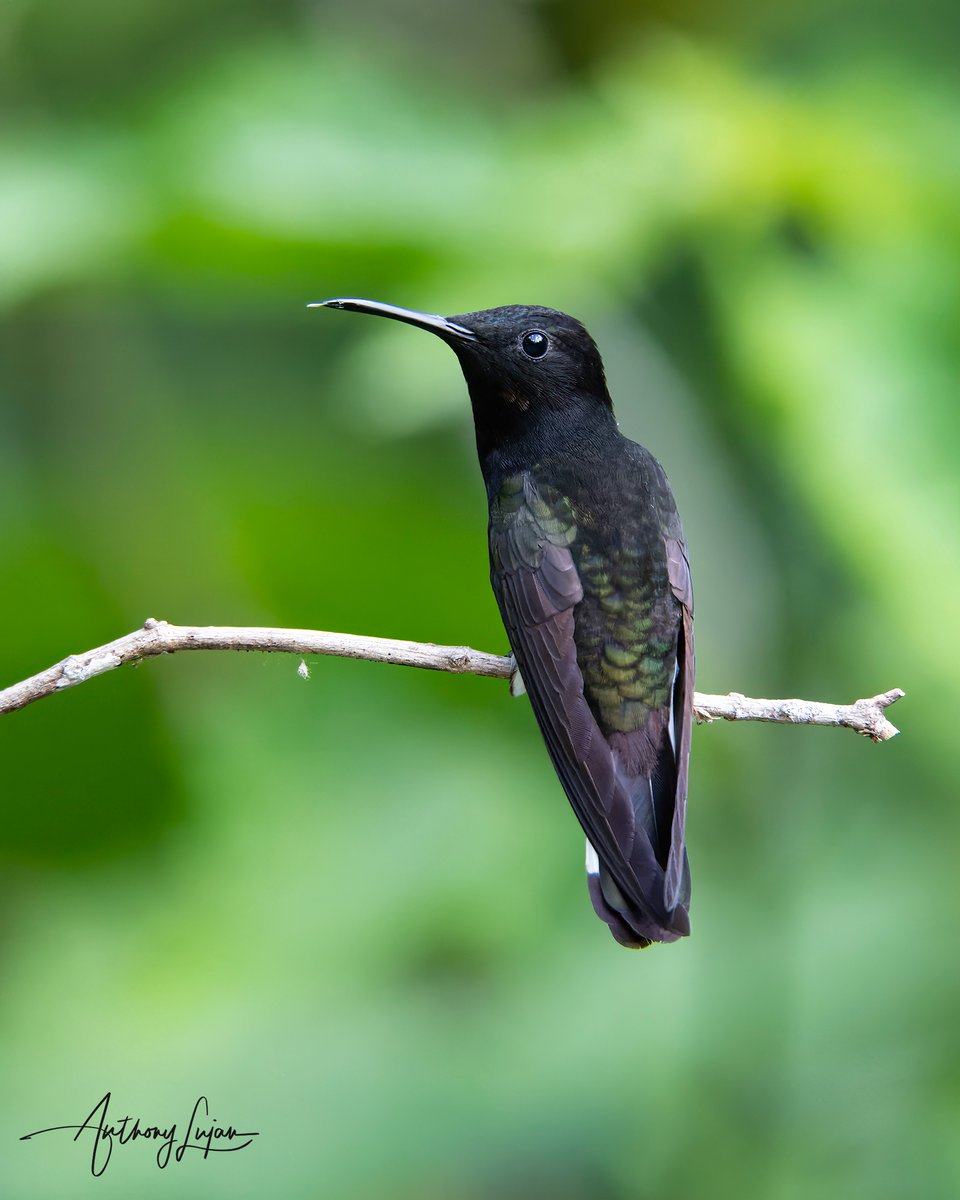 anthonylujan's tweet photo. Today I saw and photographed the Black Jacobin. A black hummer with these beautiful greens on the back and on the shoulders. What a beauty!
Brazil
Sony A1 - Sony 600mm
#BlackJacobin #Jacobin #hummingbird #nuts_about_birds #earthcapture #nature #natgeoyourshot #hummingbirdsof... https://t.co/xZSeNAw9CO