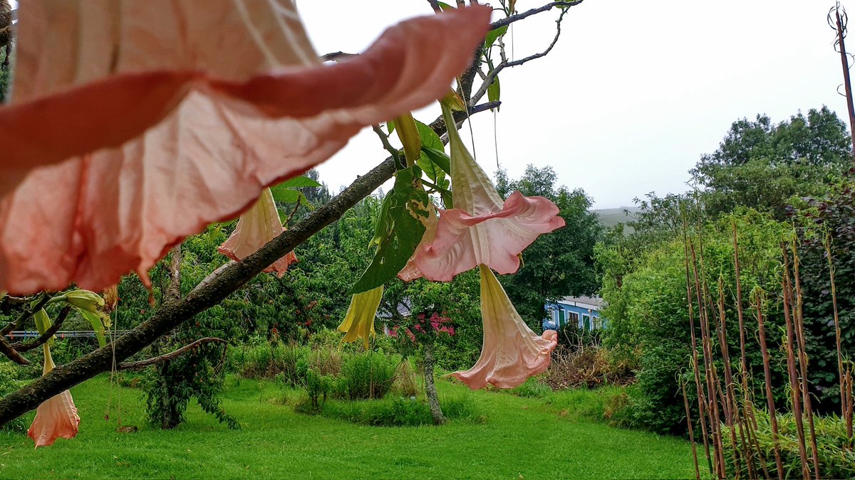 My Angels trumpet &amp; view of <a href="/cottageimvana/">Cottage Imvana (PTY) Ltd 📍Bulwer</a>

#BulwerKZN #KZNhasitall #petfriendly #selfcatering #Drakensberg #TravelChatSA #KwaZuluNatal #RuralTourism #SouthAfrica 🇿🇦 
Pink (6ppl) ➡️ airbnb.com/h/cottageimvan… 
Blue (2ppl) ➡️ airbnb.com/h/cottageimvan…
.