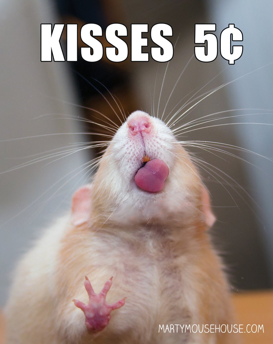 ratteneck's tweet photo. Na, wer möchte? 😃
Das #ratteneck wünscht Euch allen ein #SchönesWochenende 🐀🐀🐀 https://t.co/oUoPAfntnr