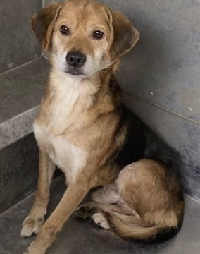 熊本県の迷い犬一覧 Find My Pet