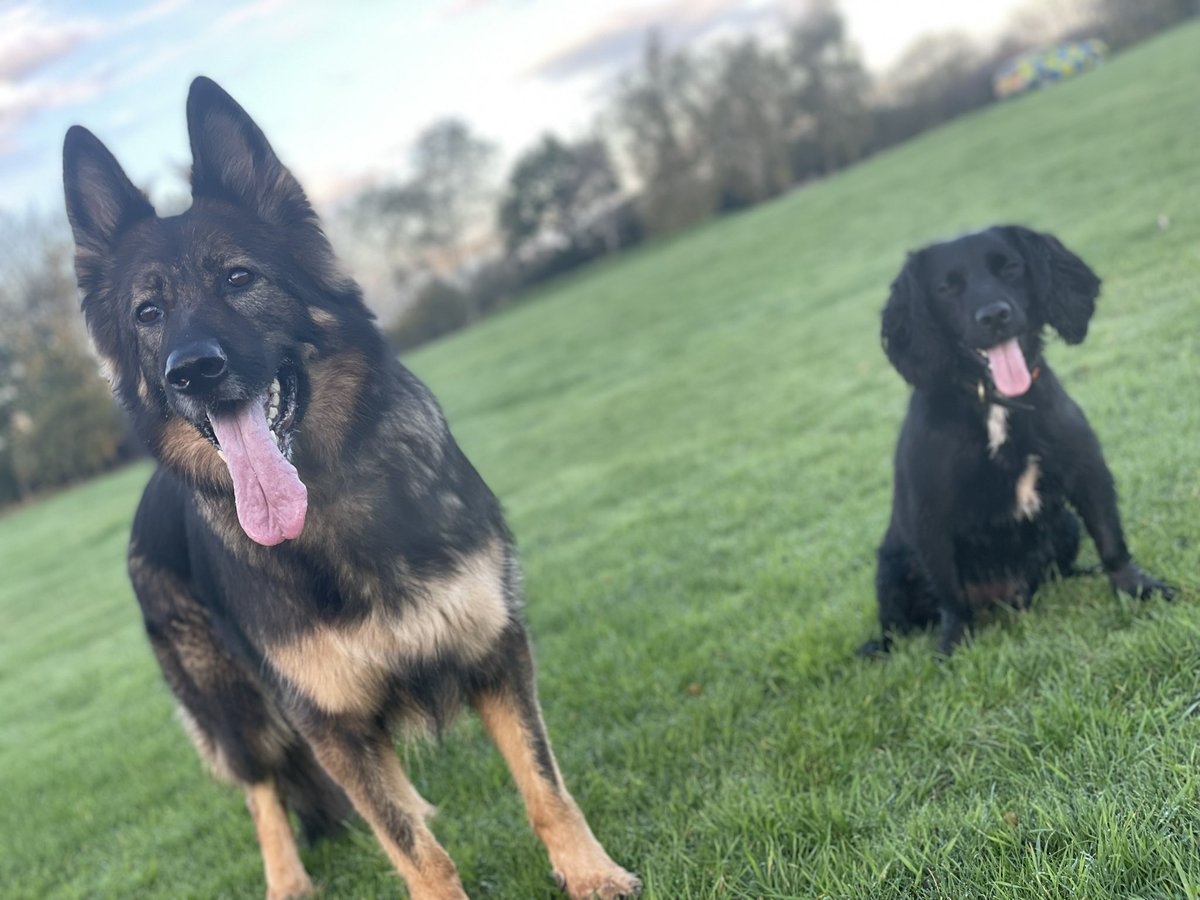 Annual re-licensing &amp; testing - Completed it mate 🤪🐕🐾 Set for another year