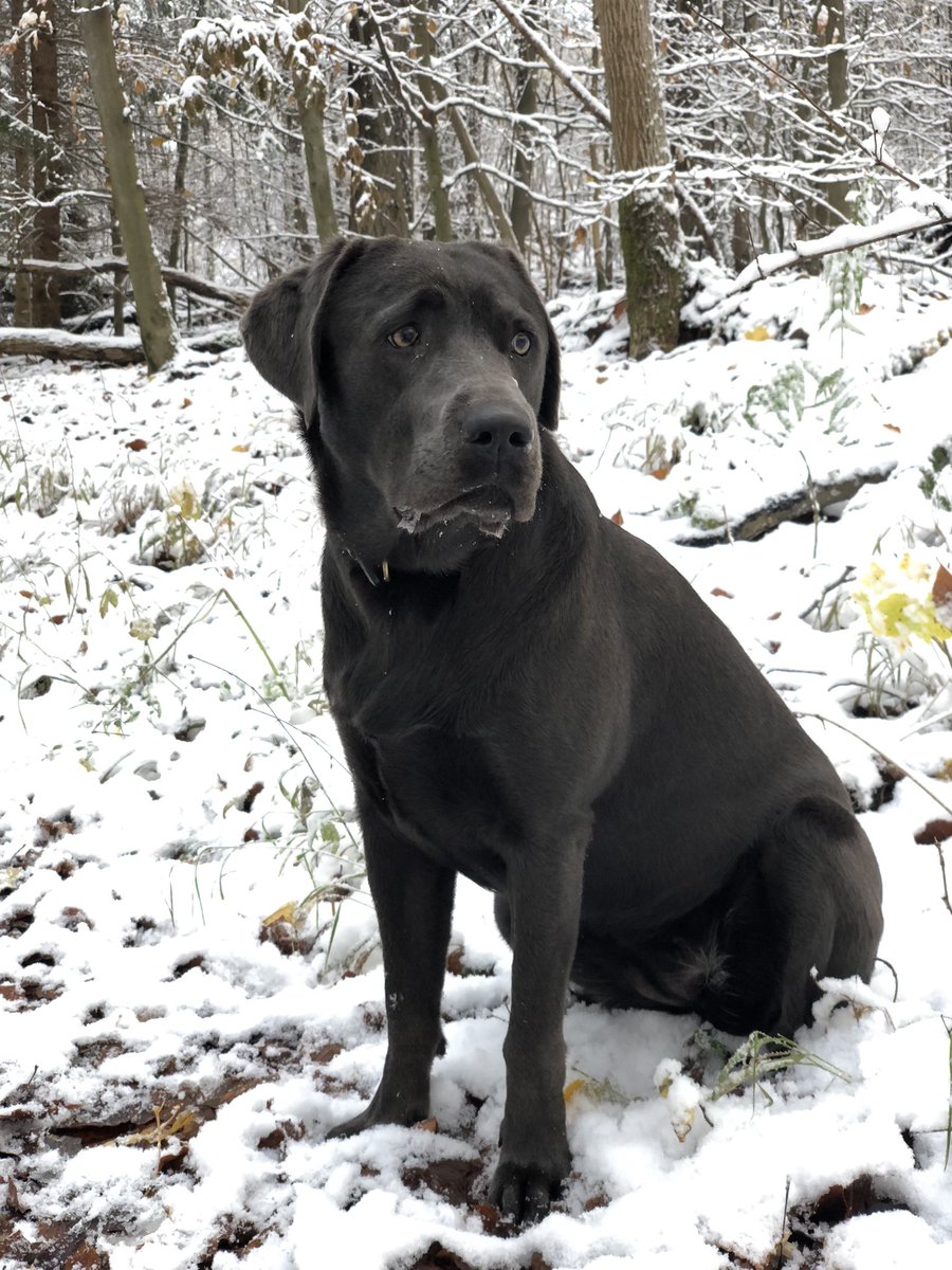 Winterwunderland Nordhessen #schnee