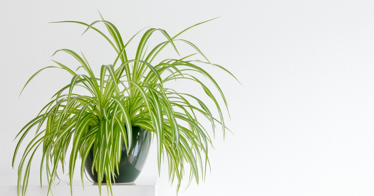 One study found a collection of spider plants boosted the relative humidity in a bedroom from 20% to a more comfortable 30%. wb.md/3Oeazgy
