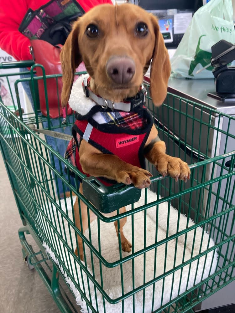pspportagemi's tweet photo. Watch out world, here comes Libby! This adorable little lady stopped in on a snowy morning and made sure to stay nice and warm with her coat! Thanks for visiting us, Libby! 😍🐾💚 #PSPPortageMI https://t.co/0HihLrq5WH