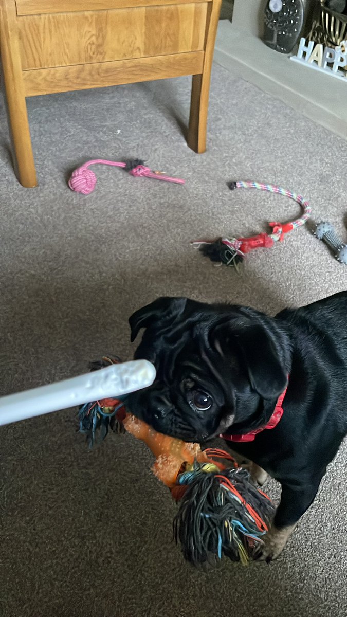 brwnjo8's tweet photo. Hey @Apple please could I have a refund on my Apple Pencil? You didn’t make it pug proof! I can send you my dog in exchange? 🤬 https://t.co/LhZtjAlANj