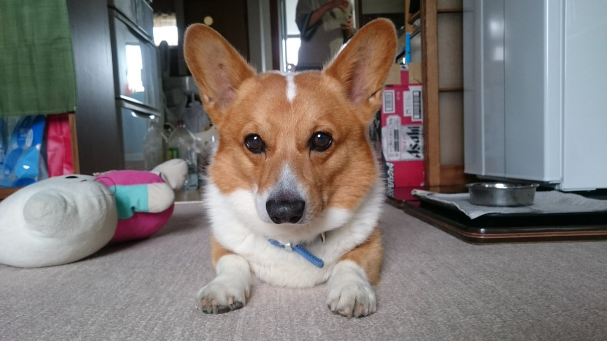 amadar_h's tweet photo. 他の犬猫も可愛いけど、何度でも初代愛犬は最高に可愛かったって再送していく。年老いてもなお可愛かったし、最高の犬だった。ワシの最愛はコイツしかおらん。 https://t.co/2RLhABVvku
