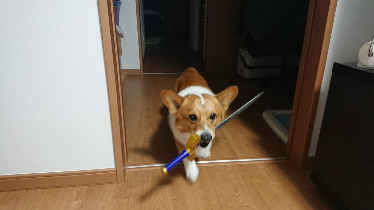 amadar_h's tweet photo. 他の犬猫も可愛いけど、何度でも初代愛犬は最高に可愛かったって再送していく。年老いてもなお可愛かったし、最高の犬だった。ワシの最愛はコイツしかおらん。 https://t.co/2RLhABVvku