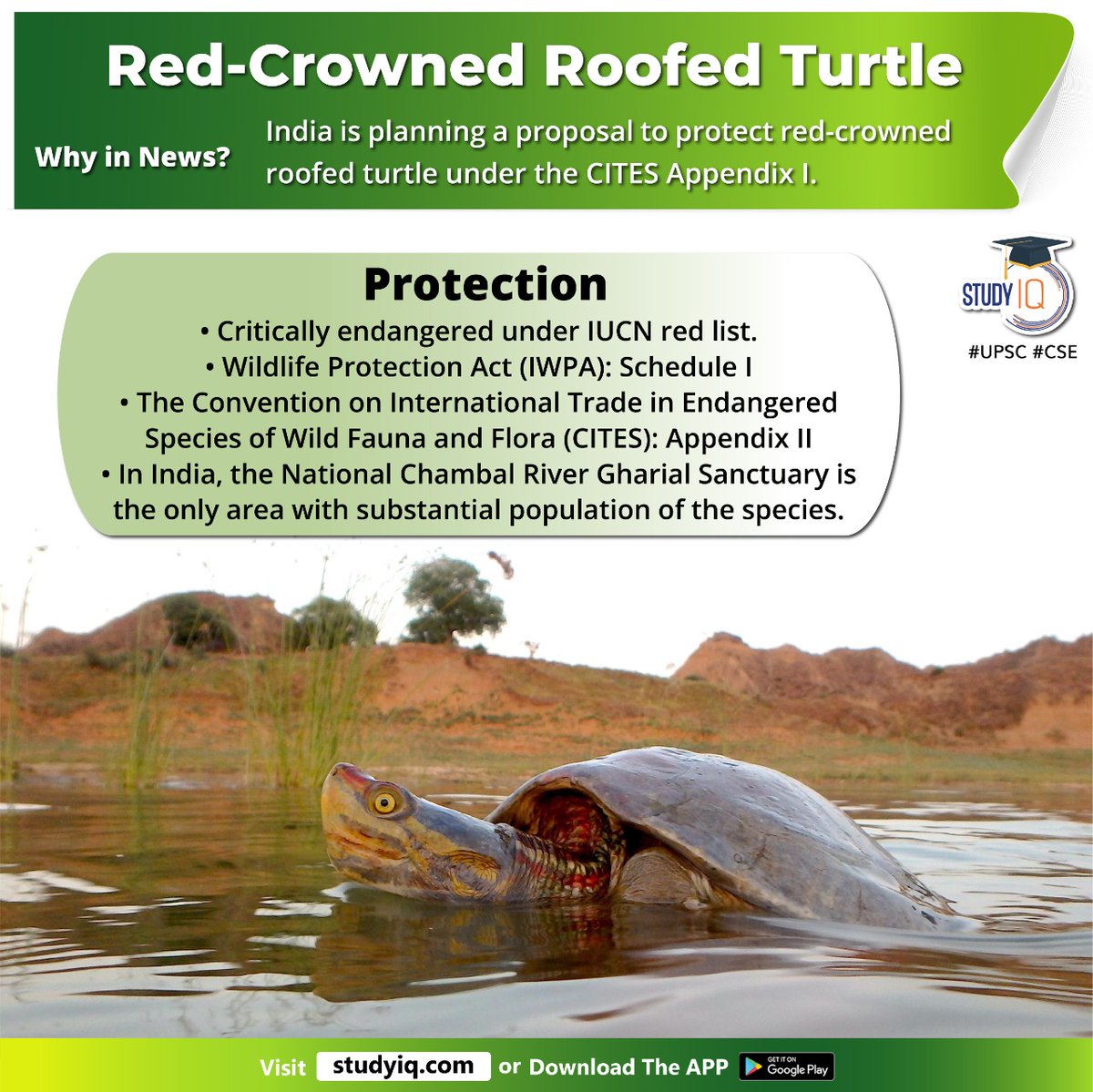 bankiqeducation's tweet photo. #Red-#Crowned #Roofed #Turtle

#redcrownedroofedturtle #roofedturle #redcrowned #centralnepal #northeasternindia #bangladesh #burma #yellow #bluecolour #iucn #wildlifeprotectionact #iwpa #internationaltrade #wildfauna #flora #cites #nationalcharnbalriver #hydrologicalprojects https://t.co/SvY1QRgdkk