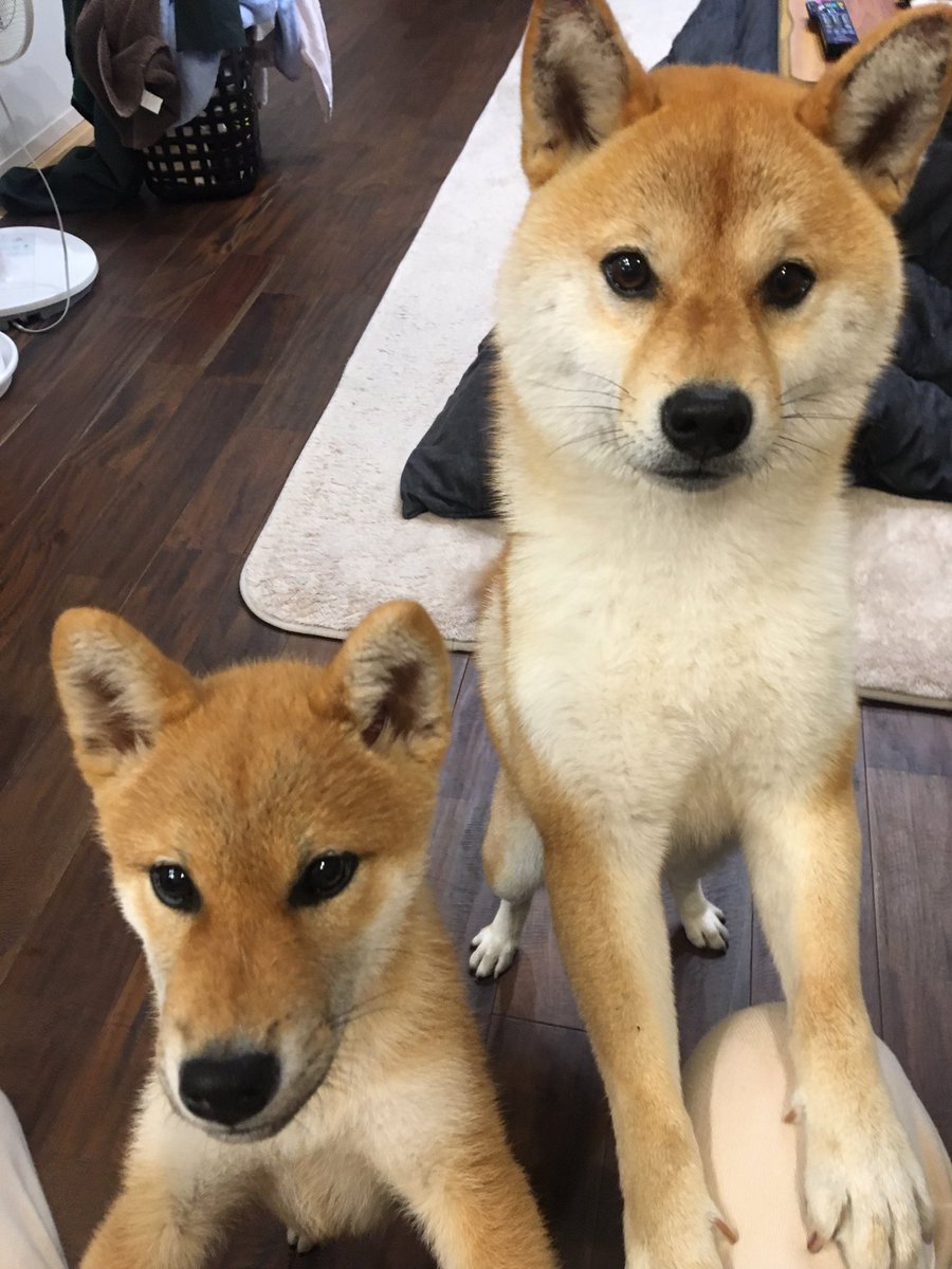 飼い主は明日から23日まで京都へ行く為凪ちゃんといち君は里帰りしてのお留守番です🐾
#柴犬