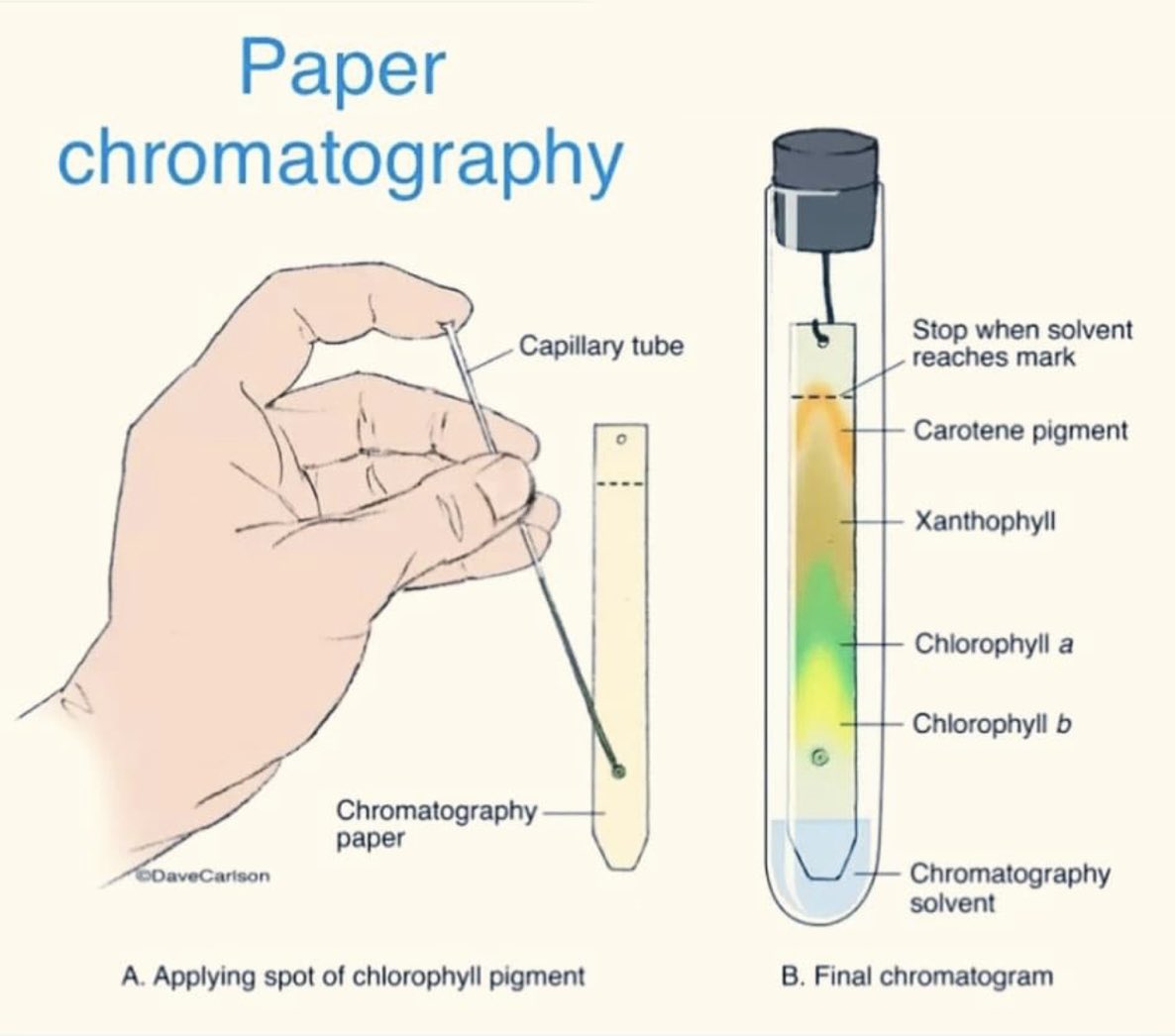 alaachemist4's tweet photo. Paper chromatography
إحدى طرق التحليل الكيميائية الكروماتوغرافيا - هي كلمة مكونة من مقطعين:كرومو وتعني لون, وغرافيا وتعني كتابة
تتكون من
الطور المتحرك(Mobile phase)ويكون مادة سائلة عادة
الطور الساكن(Stationary phase) ويكون في الغالب السائل فيه محمول على الألياف السليلوزية للورقة. https://t.co/2RokyQHgqv