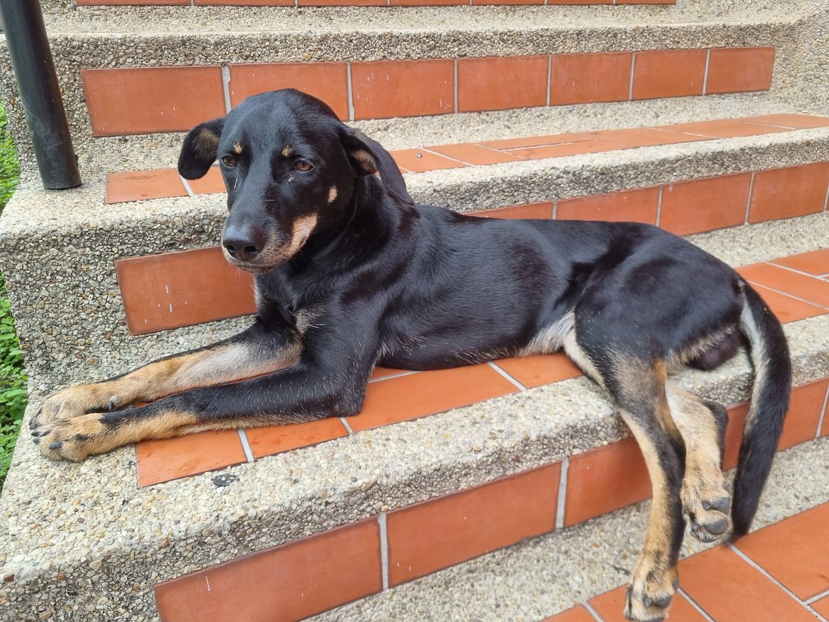 orianauricu's tweet photo. Con el corazón roto por este perrito estaba en la calle al parecer esta abandonado  no puede mover bien  las patitas traseras ya se le están haciendo  exámenes, no tengo la capacidad económica para quedármelo si alguien  puede brindar ayuda  gracias https://t.co/A4oSvDsN6o