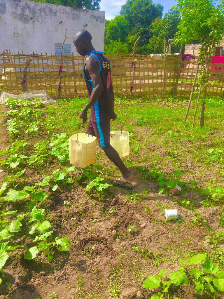 assanedemba1's tweet photo. Après mes #études me voici s’adonné au #maraîchage.
On dit souvent que la #terre ne mente pas,je suis d’accord avec cette thèse de nos brave #cultivateurs.
#kebetu
@Yasmina12727232
@2024Senegal
@Maxipyn
@pudcsenegal
@Publicheikh
@jalybadiane
@samboubodian
@green_sedhiou
@CasaBio2 https://t.co/tY2V8hEWyZ