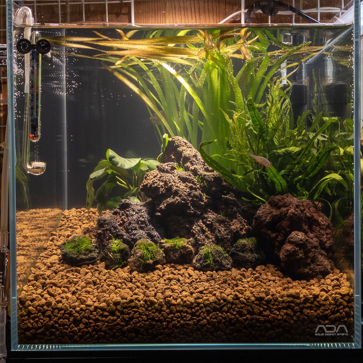 Aqua Huckchan Ahuckchan Twitter