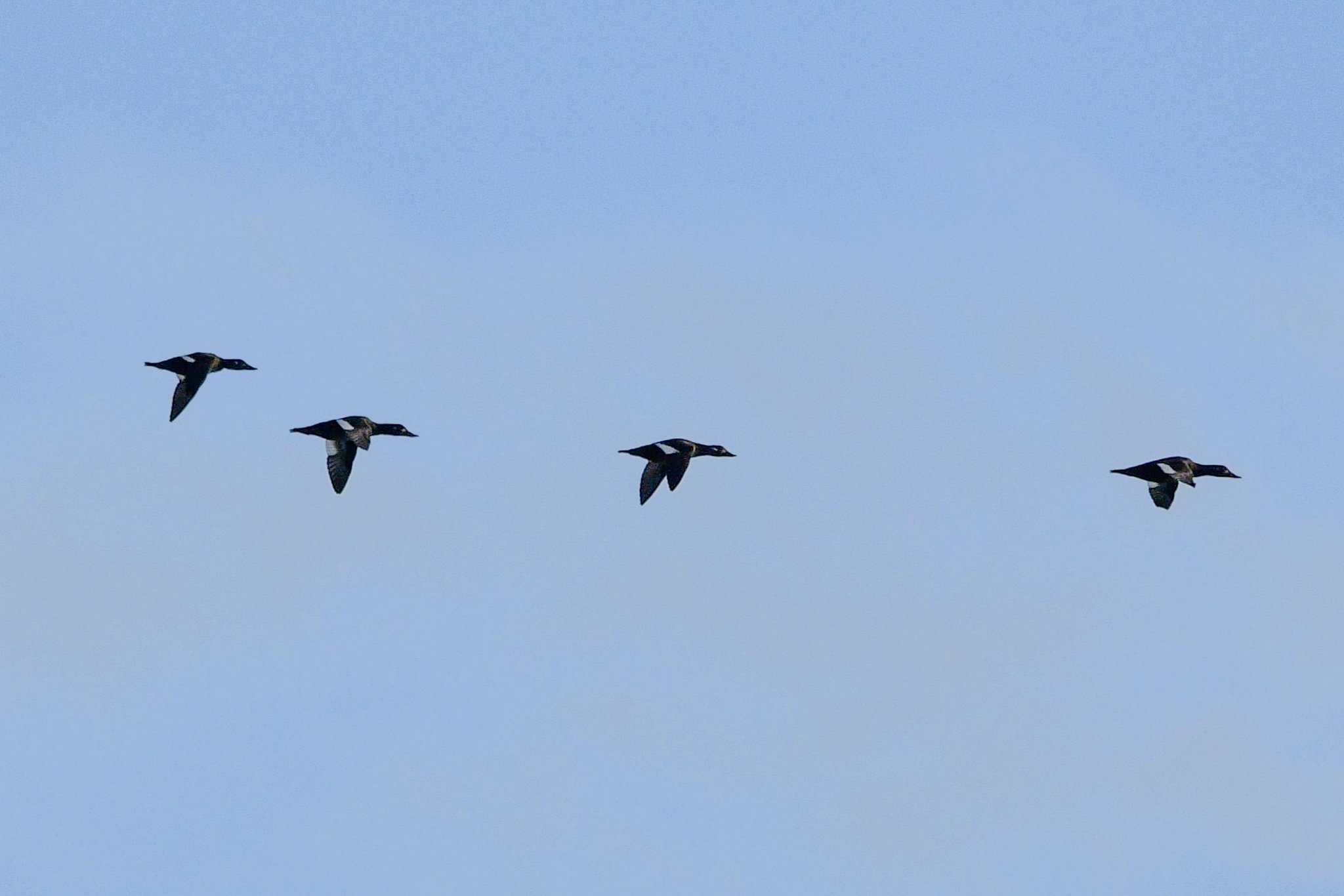 Lee Gardiner On Twitter Common Scoters Across Ham Beach Portland lee-gardiner-on-twitter-common-scoters-across-ham-beach-portland