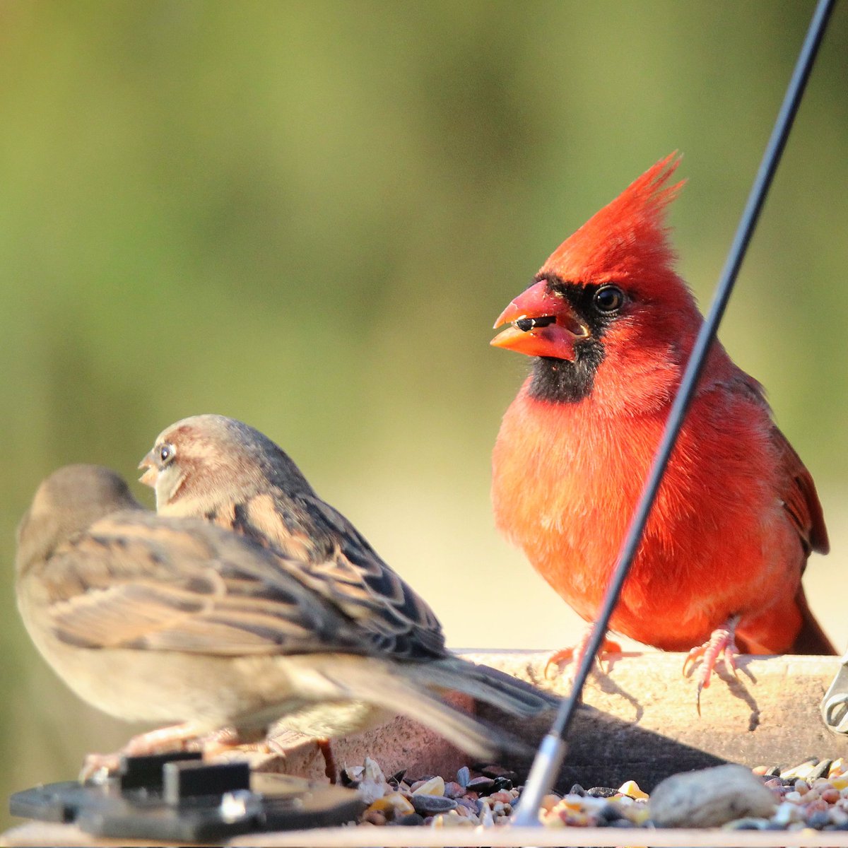 A friendly morning gathering...
#cardinals #cardinal #birding #malecardinals #malecardinal #housesparrows #sparrows #sparrow #birdworld #birds #morningvisitors #morningsun #morningroutines #ohiobirding