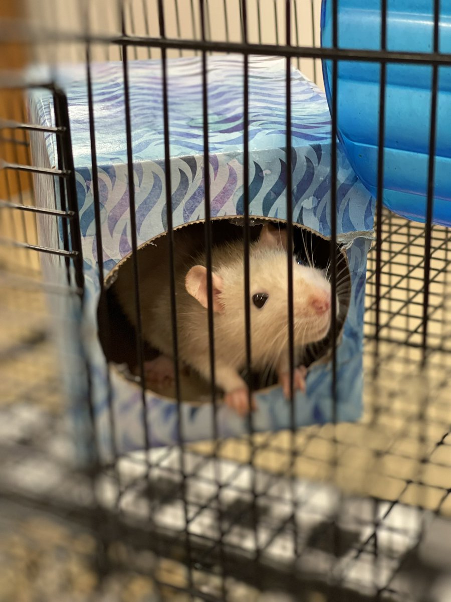 MrsVelazco5th's tweet photo. It’s with a heavy heart that I say that our sweet classroom pet, Buttercup has passed. She will be dearly missed by all the students who have loved her, her best friend Daisy, and myself.
@HarmonyPta @harmonyecisd 
@ECISDtweets #inspireharmony https://t.co/9YirVGZpuT