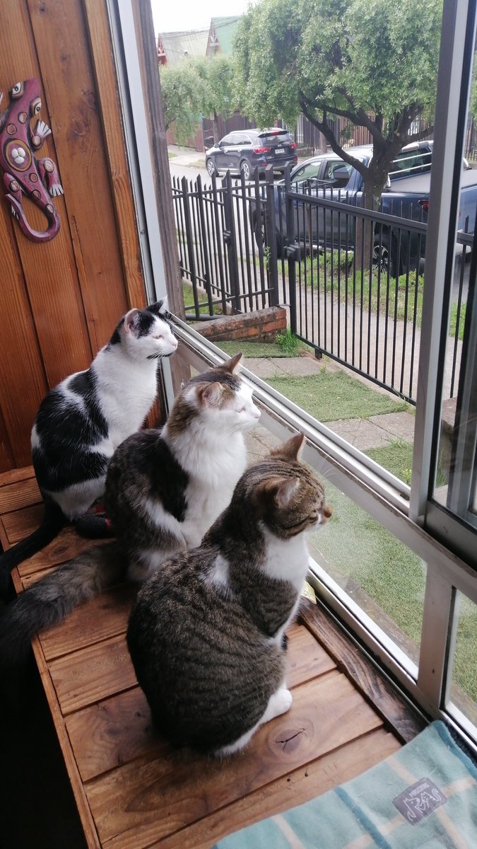 Mis bebés Balu, Merlin y Oreo 1000% indoor, aun viendo la ventana abierta no salen ❤️ Hermanos Rescatados! @buenfindeentvn
#BuenFindeTVN
