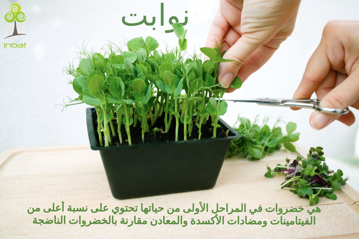 Inbat_farm's tweet image. 