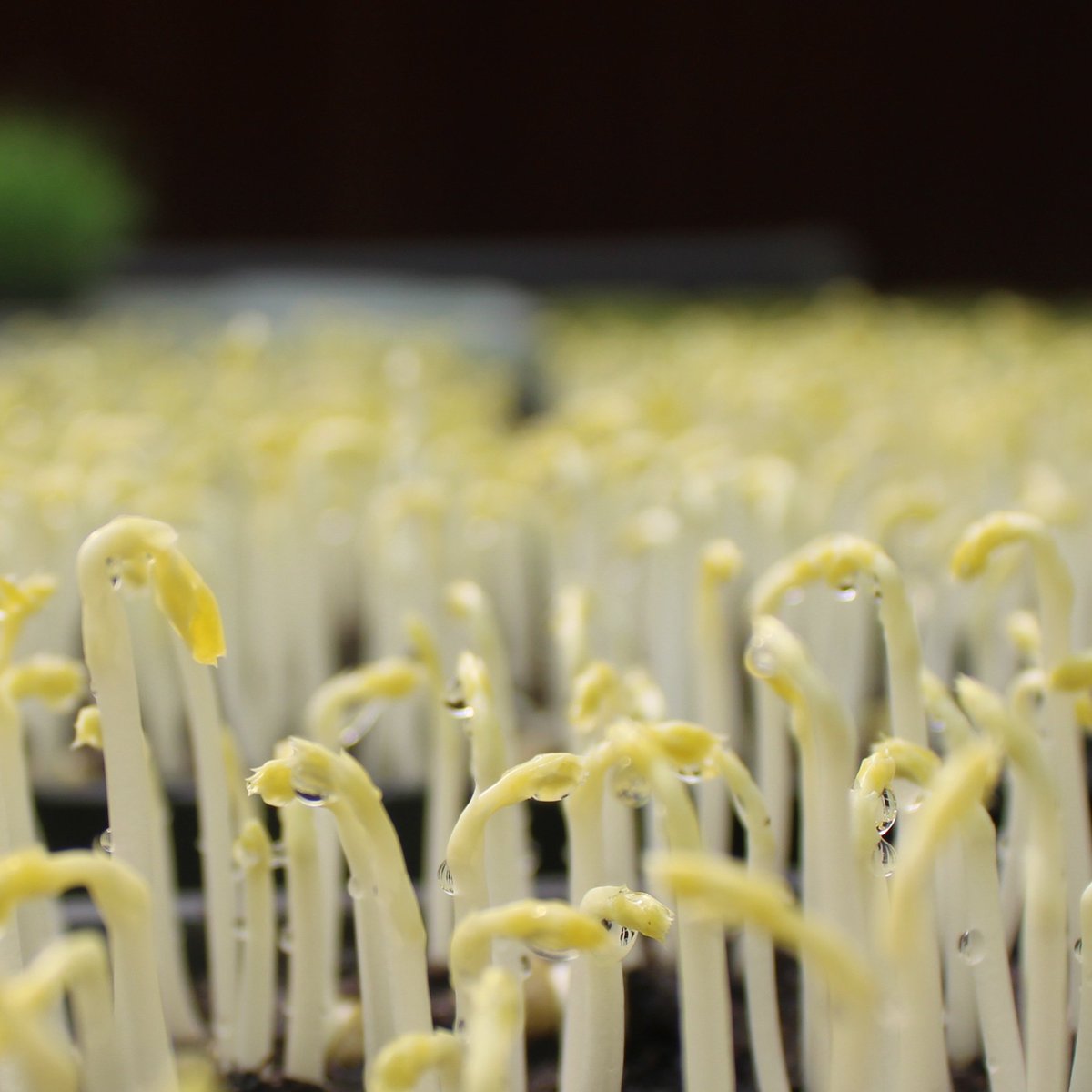 Inbat_farm's tweet image. Inbta Farm. Where microgreens live