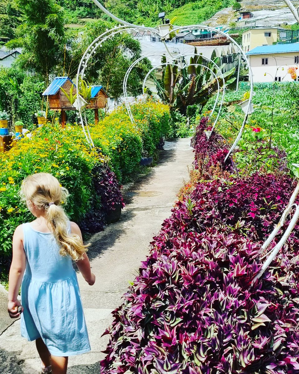 Cameron highlands day #2

🌹 Rose and orchid garden 
👣 jungle trekking 
🐐 goat feeding 
🥘 sizzling dinner

✅️ day well done

#Malaysia