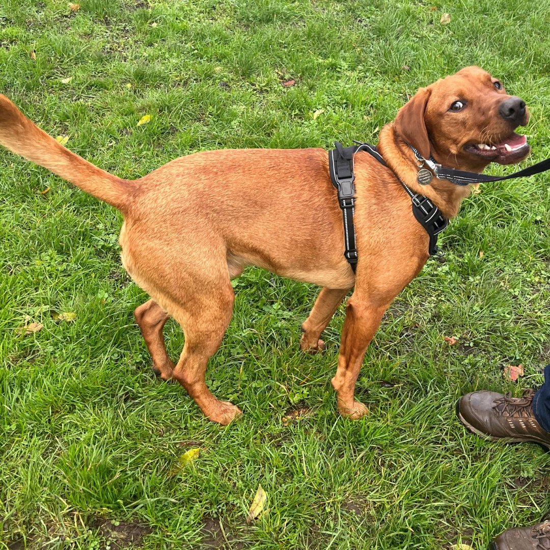 NoseToTrail's tweet image. What body language have I snapped on Ted the lovely Labrador?
Let me know what you see in the comments!

I can't wait to see your responses!

#dog #dogbodylanguage #lab #labrador #labretriever