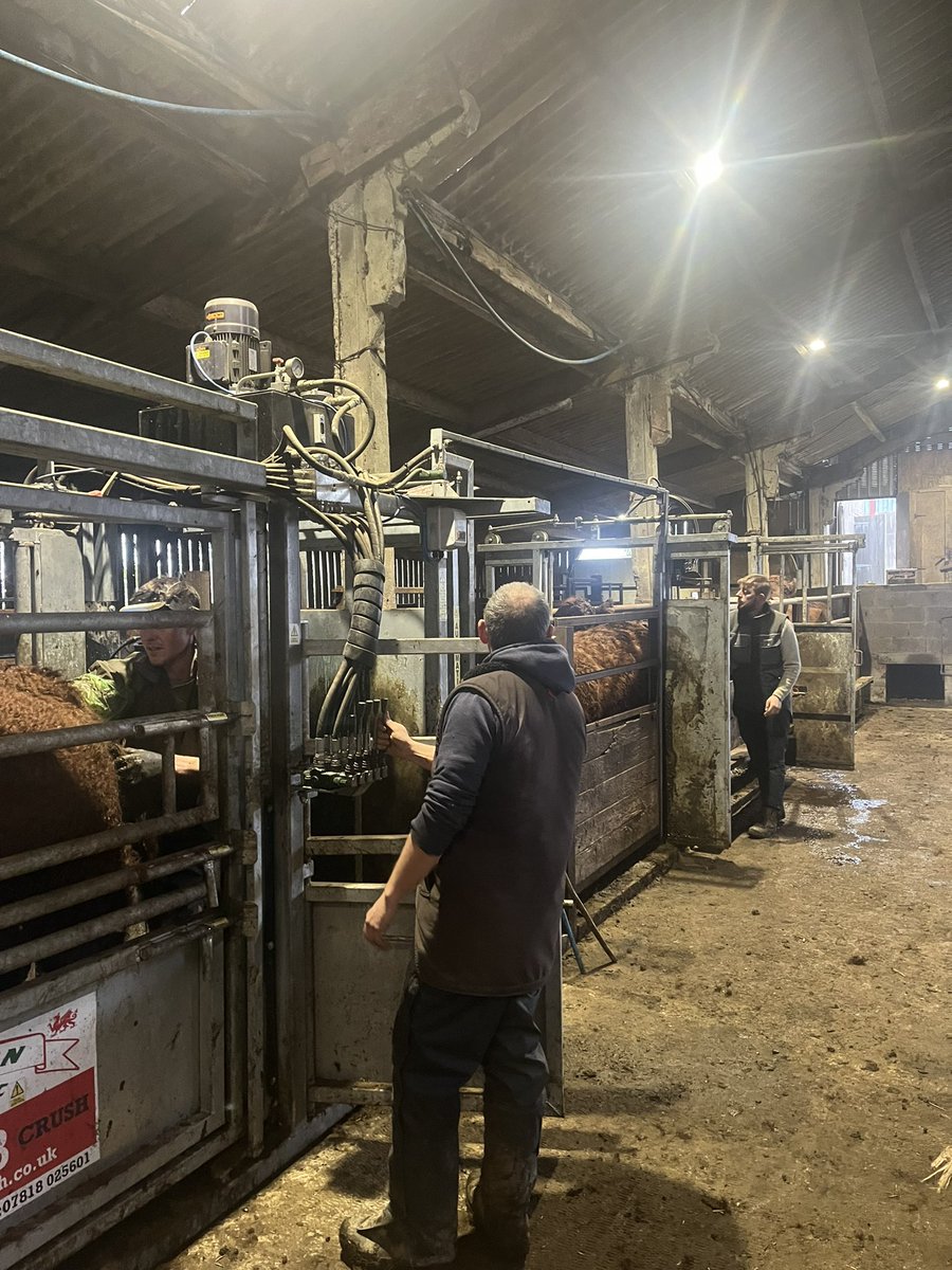 Scanning the cows today. The bulls have done their job 💪💪 80 cows scanned with all of them incalf 100%, all to calf in 12 week period.#salercattlesociety