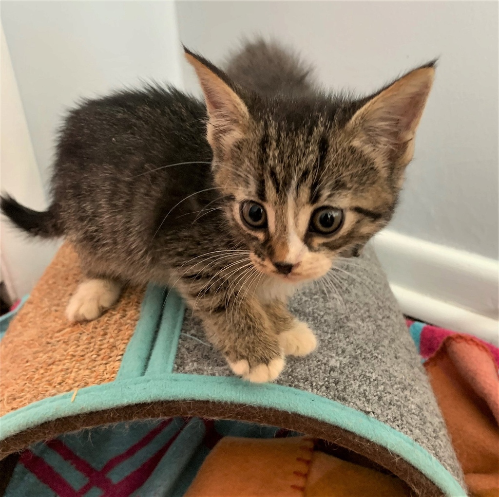 phillypaws's tweet photo. Beary isn't just cute but she's sweet too!
Beary is a healthy kitten that loves to nuzzle up to you. She loves toys and scratching posts. She's ready to be adopted into a home of her own or with her brother, Jin.
Learn more: https://t.co/3DnsWnhnzg
Jin: https://t.co/F0T1VOwdpX https://t.co/9nns1zNlry