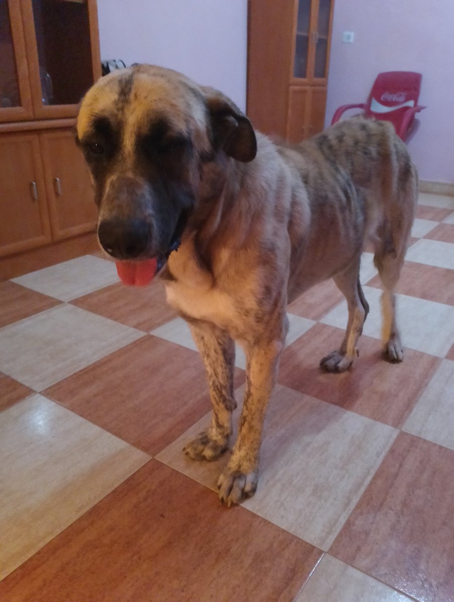 criptanaAni's tweet photo. No podemos cambiar su pasado, pero si hacer que su presente valga la pena.
Anímate a adoptar un rescatado con historia.
criptananimal@gmail.com
☎️ 642 52 42 14
Ayúdanos a seguir adelante
https://t.co/VRAsN9vFDq
#criptananimal #mastin #noabandones
#AdoptarSalvaVidas https://t.co/LlRtKBORCE