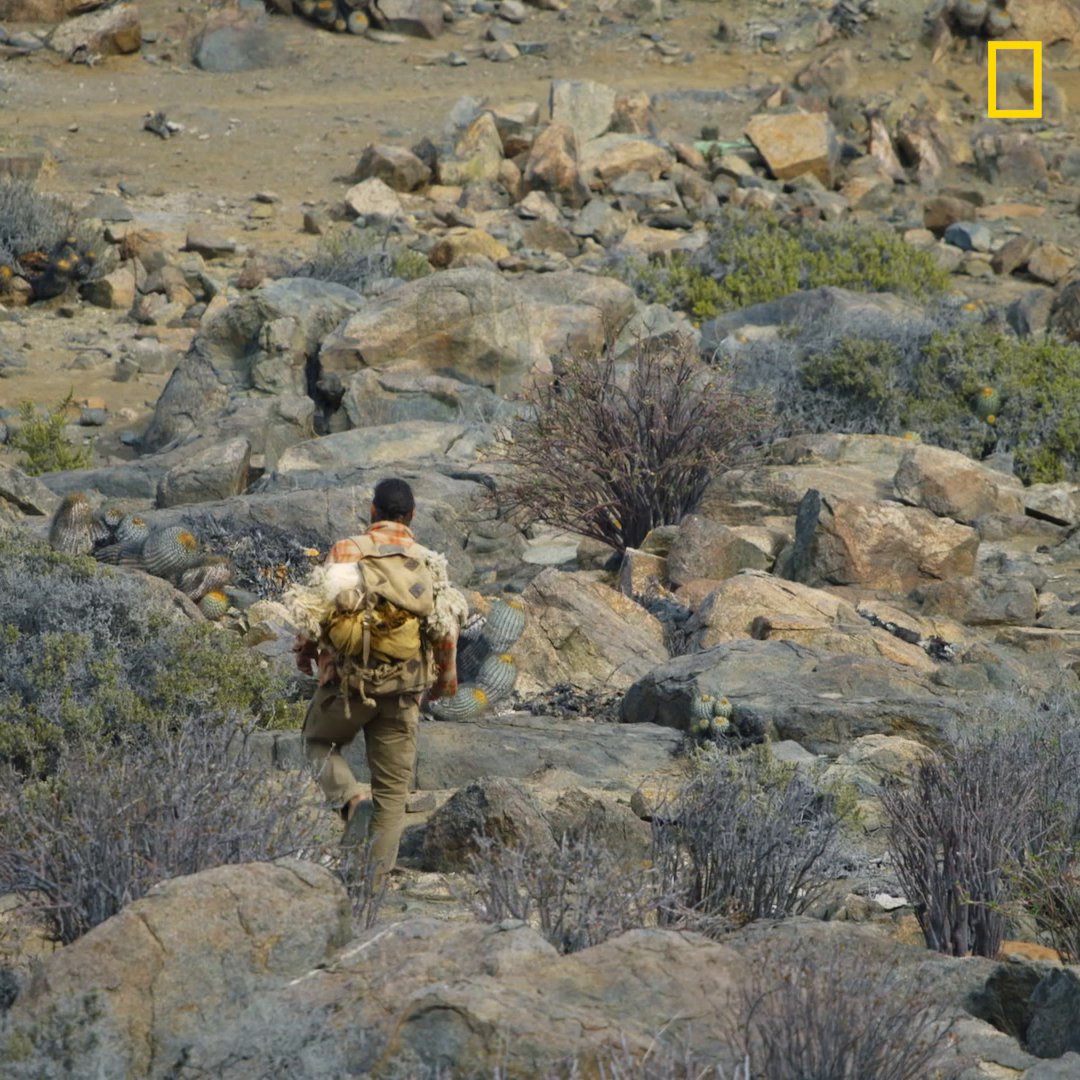 National geographic tv on twitter even when faced with a pack of